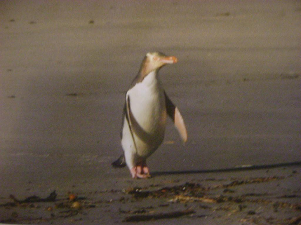 Catlins Newhaven Holiday Park Owaka Pokój zdjęcie
